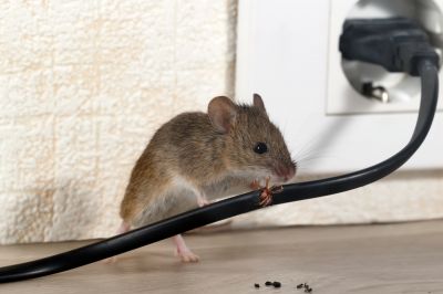 Rodent Removal - Mice Control Victorville, California