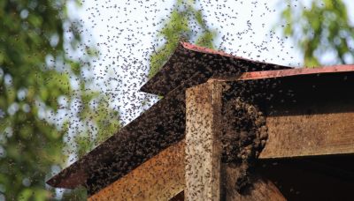 Bullhorn Acacia Ant Extermination, Stinging Insect Control, Hawaii