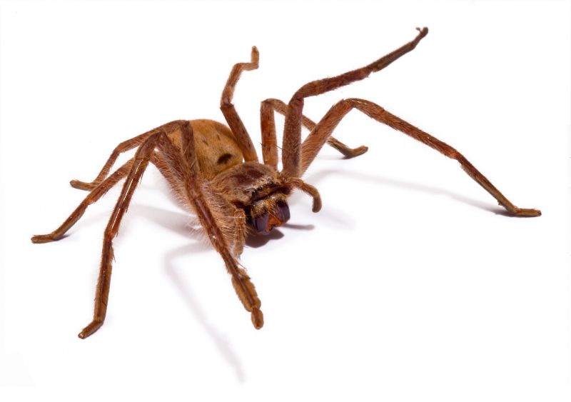 Common Spiders Extermination in Frisco, TX