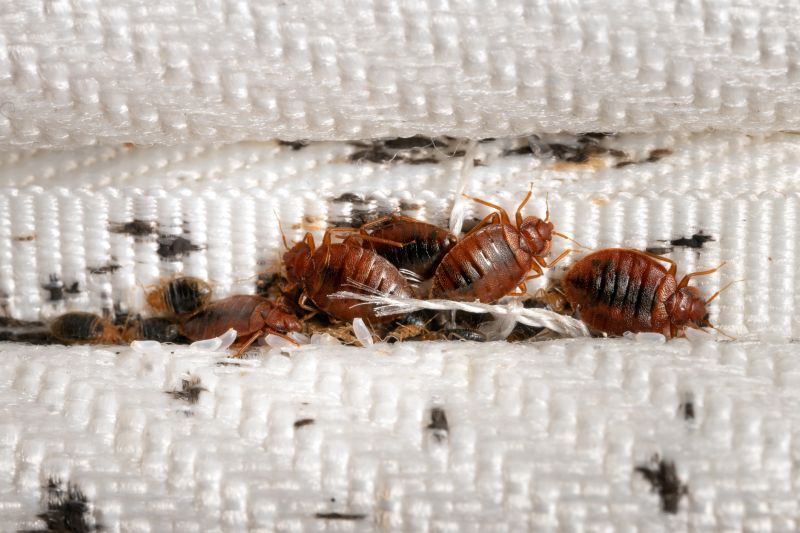 Bed Bug Fumigation