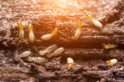 Commercial Termite Removal
