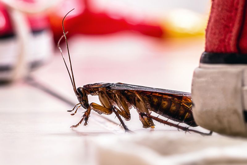 Roach Fumigation in Tampa, FL
