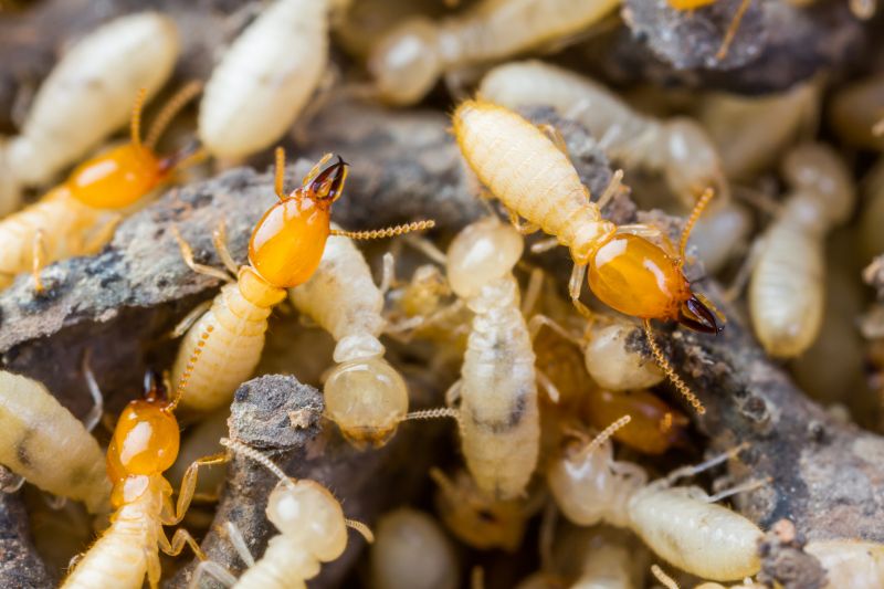 Termite Tenting in Ann Arbor, MI