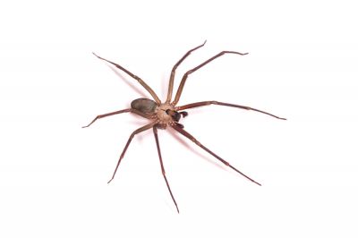 Brown Recluse Spider Extermination - Spider Extermination Draper, Utah