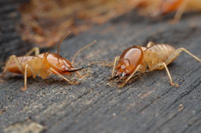 Termite Prevention